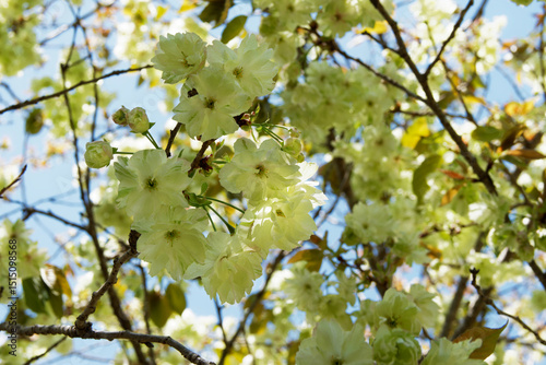 Gyoikou, green cherry blossom