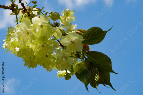 Gyoikou, green cherry blossom