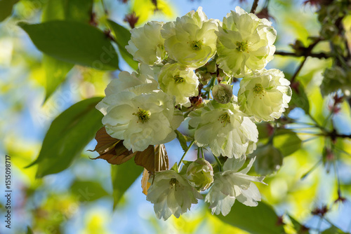Gyoikou, green cherry blossom