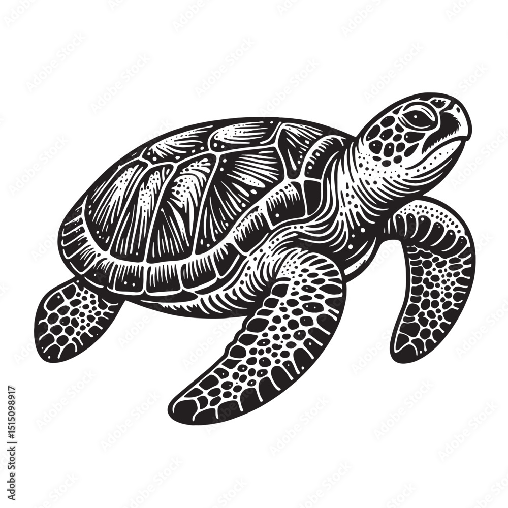 Fototapeta premium Turtle