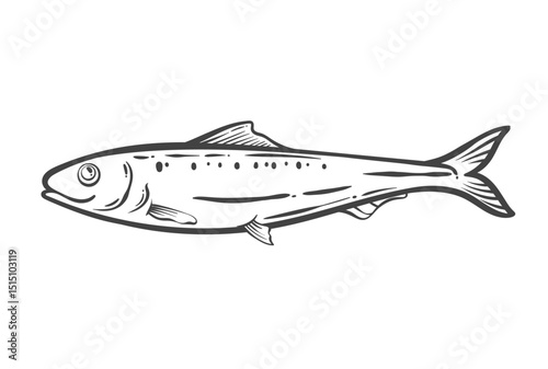 Sardine fish outline drawing in doodle style. Small marine animal and popular seafood used in Mediterranean cuisine. Raw fishing product for cooking traditional meals. Vector illustration.