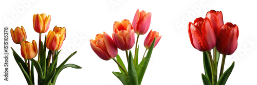 Vibrant Bouquet of Tulips Featuring Yellow, Pink, and Red Blooms on a transparent Background Showcasing Different Varieties and Lush Green Foliage in a Transparent Image Collection