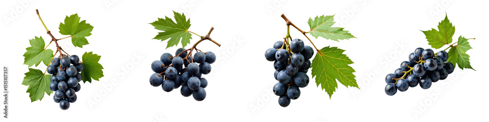 Collection of Fresh Grapes with Green Leaves Set on a transparent Background Featuring Varieties of Blue Grapes Bunched Together and Individually Displayed for Culinary and Design Use Collection of Fresh Grapes with Green Leaves Set on a transparent Background Featuring Varieties of Blue Grapes Bunched Together and Individually Displayed for Culinary and Design Use