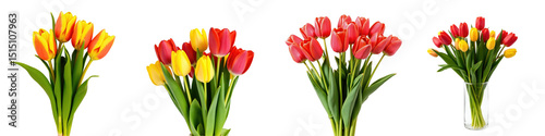 Colorful Tulip Bouquet Collection Featuring Vibrant Yellow and Red Blooms Arranged in Bundles and a Vase Against a Solid transparent Background