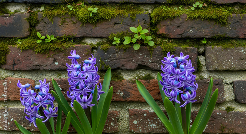 Hyacinth Bloom Against Ancient Brick Wall With Moss And Weeds