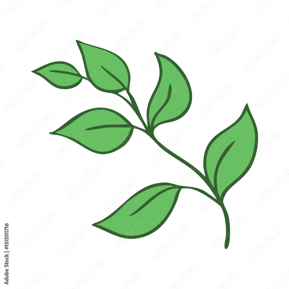 Green twig of rasteria or tree. Decorative element for design and decoration of cards, invitations and flyers. Vector art illustration isolated on white background. Outline style Green twig of rasteria or tree. Decorative element for design and decoration of cards, invitations and flyers. Vector art illustration isolated on white background. Outline style