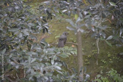 Bird in Japan garden.