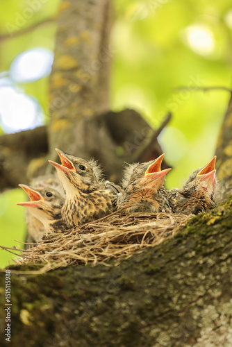 Foto Baby birds, hungry chicks of thrush in nest on tree branch close up in spring na