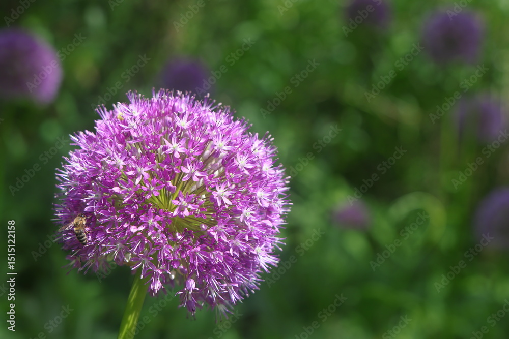 blooming ornamental onion, purple ball-shaped flower, openwork ball, 2 blooming ornamental onion, purple ball-shaped flower, openwork ball, 2