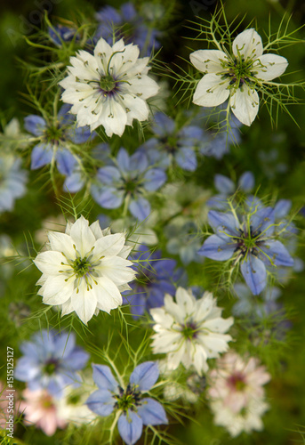 Kwiaty Czarnuszki ( Nigella ), tapeta, dekoracja. 
