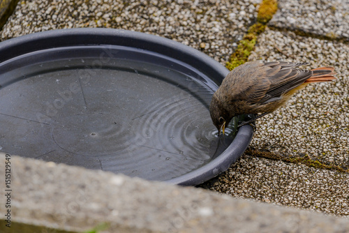 Small bird drinking water from a shallow dish in a garden during a cloudy afternoon
