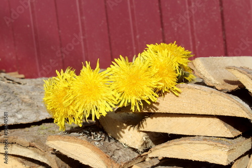 A wreath of wild dandelion flowers lies on the logs.