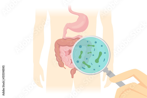 Hand holding a magnifying glass scans the intestines to check for Probiotics. Illustration about live microorganisms, that provide health benefits.
