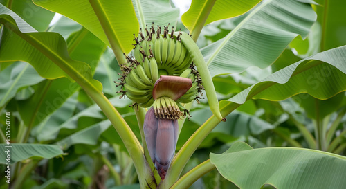 Growing banana bunch hangs naturally on tree, showing green unripe fruits in tropical setting. Fresh produce straight from plantation. Concept: Tropical fruit import, sustainable farming