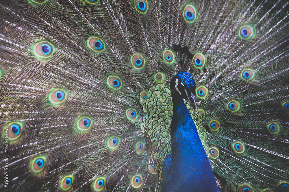 Fototapeta premium peacock with feathers