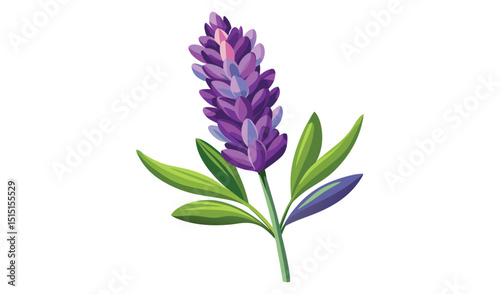 Lavender flower isolated on white background