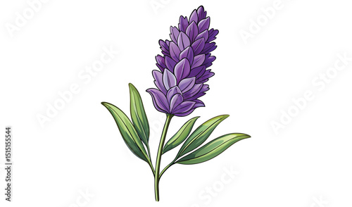 Lavender flower isolated on white background