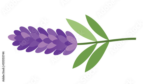 Purple lavender flower isolated on white background