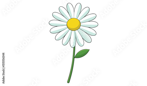 Daisy flower with white petals isolated on white background
