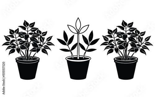 Potted houseplants, including a small ficus and flowering flora, show green leaf growth in isolated flowerpots, representing nature and gardening life.