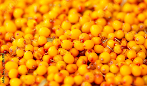 Sea buckthorn berries. Fresh ripe sea buckthorn as a background, top view. Juicy ripe yellow berries in a heap. Sea buckthorn texture close-up. Sour berry with vitamins for tea and marinades.