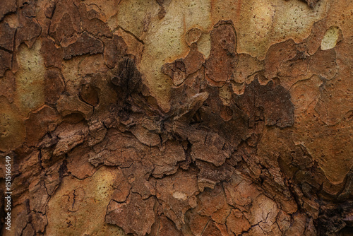 Textured, natural and unusual tree bark is perfect for backgrounds and computer wallpapers. Series 