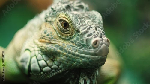 close up green iguana head, green iguana in terrarium, scaly iguana reptiles