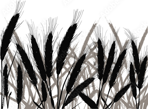 cereal plants field isolated on white background