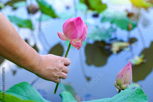 Reach out your hand to pick up the Pink sacred lotus in the pond. Soft and selective focus.