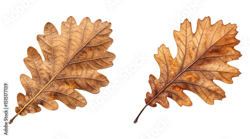 Two autumn oka leaves.