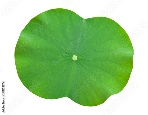 Lotus blatt isoliert auf weißen Hintergrund, draufsicht 