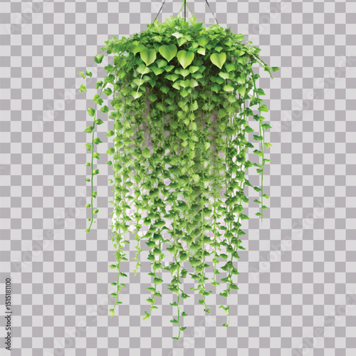 realistic beautiful green creeper hanging isolated on a white background