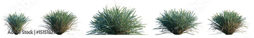 Konstfotografi grass Lomandra glauca Aussie Blue Grass  - Mat Rush clumping plant with yellow f