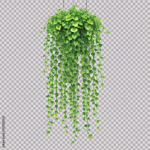 realistic beautiful green creeper hanging isolated on a white background