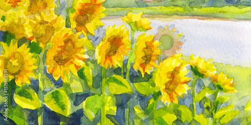 Watercolor landscape. Sunflower field near the river