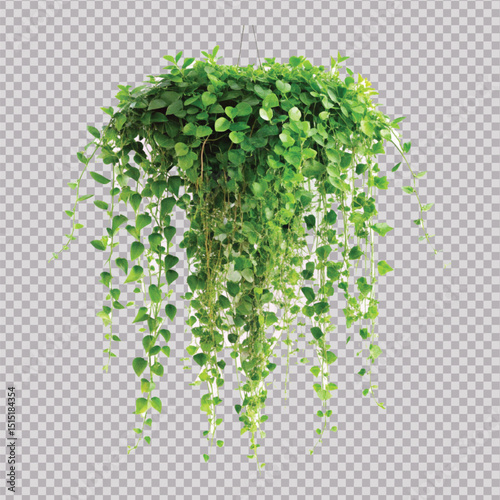 realistic beautiful green creeper hanging isolated on a white background