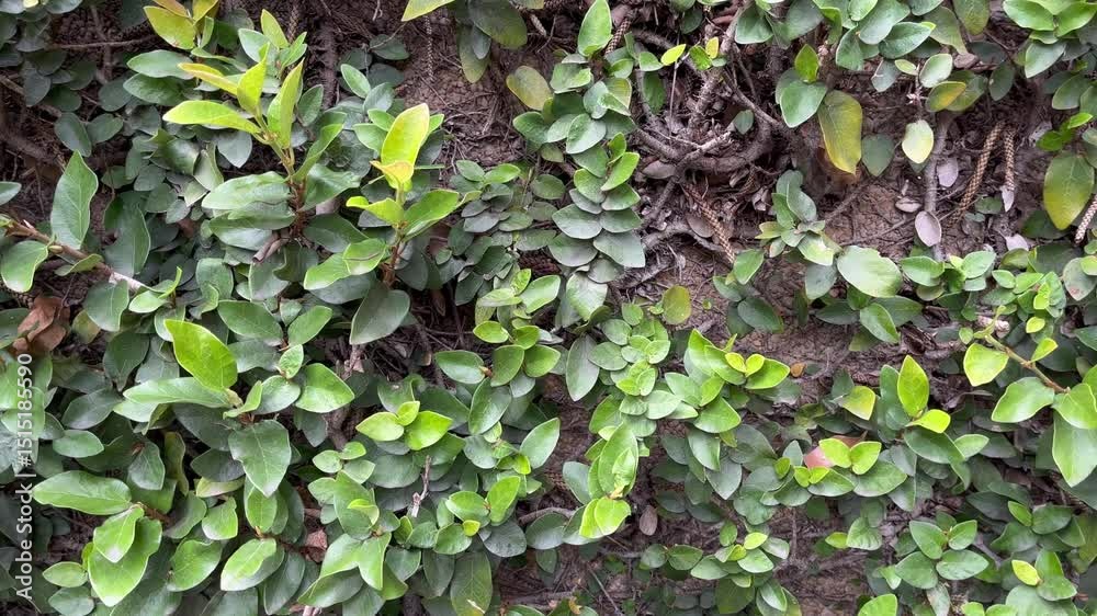 Lush Green Leaves on a Surface Background Lush Green Leaves on a Surface Background