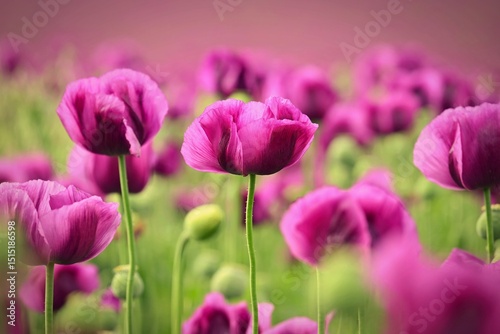 Beautiful purple flower with plant landscape in the field. Spring sunny day. Concept for nature and agriculture. Poppy (Papaver somniferum).