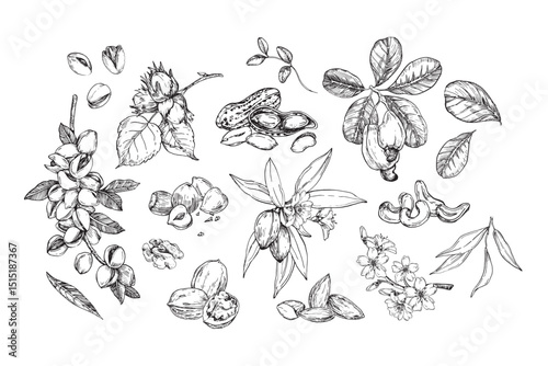 Nuts set of vector illustrations hand drawn with ink. Graphic sketches of almond, pistachio, cashew, walnut, peanut and hazelnut. Collection of elements isolated on white background