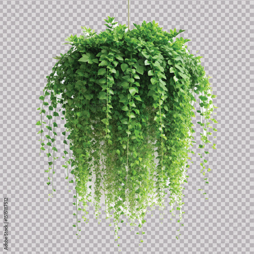 realistic beautiful green creeper hanging isolated on a white background