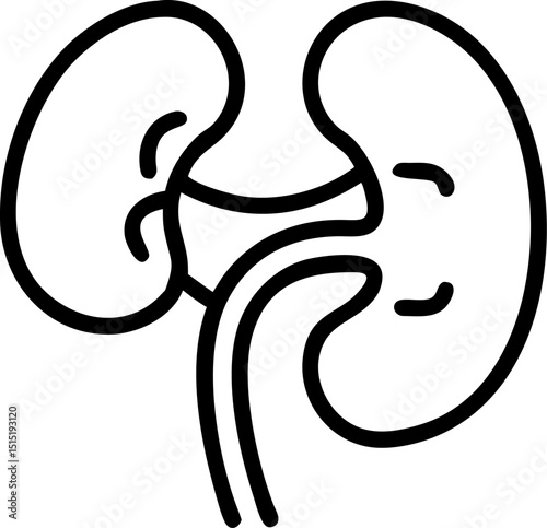 kidney vector outline icon on white or transparent background	