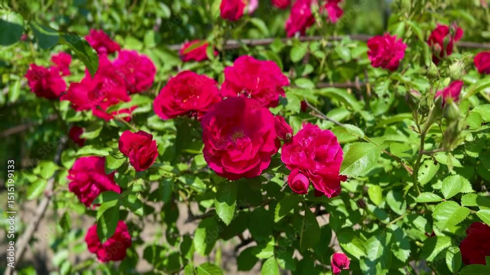 red blooming roses bush, spring red blooming roses bush, spring