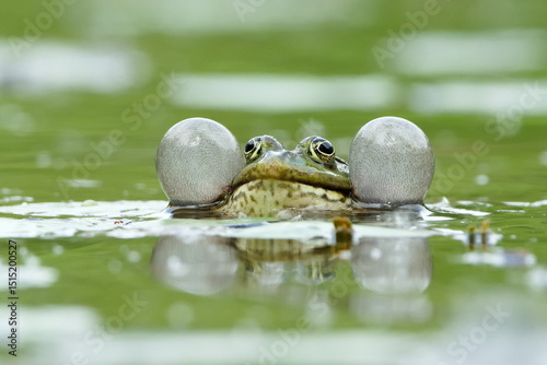 European marsh frog is inflating vocal sacs to attrack a mate. Nature of Czech republic. photo