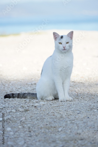 Elegant White Cat Sitting Outdoors on a Sunny Day