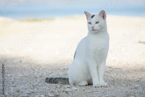 White Cat with Black Markings Gazing into the Distance