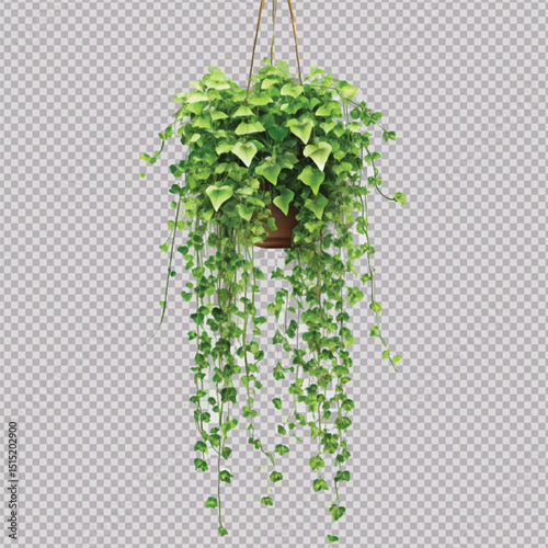 realistic beautiful green creeper hanging isolated on a white background