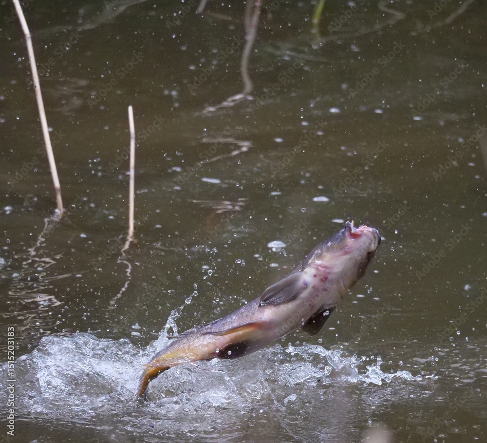 Fototapeta premium Common carp (Cyprinus carpio) jumping out of the water in a natural environment