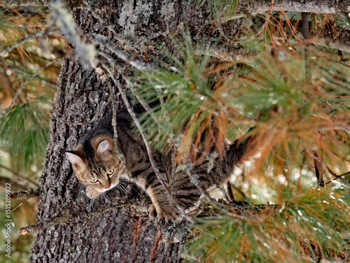 Russia. Kuznetsk Alatau. A young tiger-colored cat is hunting on the branches of a large taiga cedar, tracking a squirrel. photo