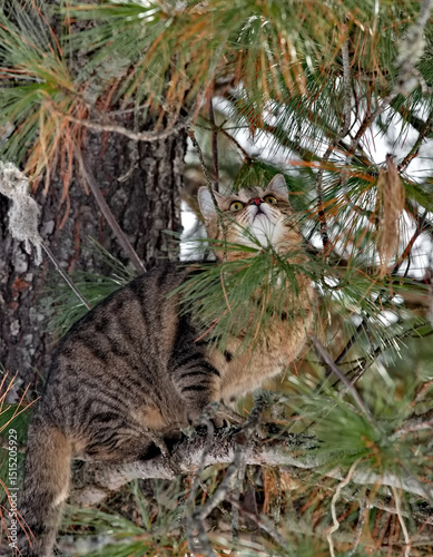 Russia. Kuznetsk Alatau. A young tiger-colored cat is hunting on the branches of a large taiga cedar, tracking a squirrel. photo