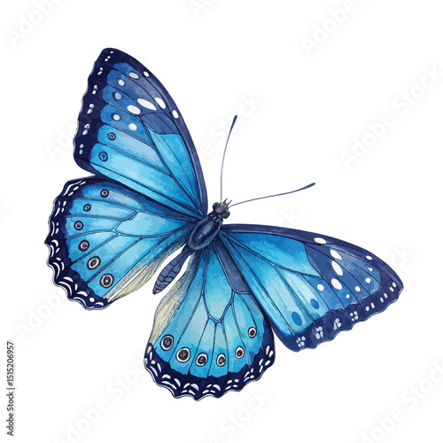 beautiful wings of a blue butterfly isolated on a white background